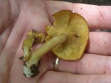 Tricholomopsis decora image