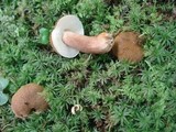 Gyroporus castaneus image