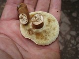 Gyroporus castaneus image