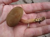 Phylloporus rhodoxanthus subsp. americanus image