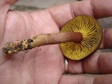 Phylloporus rhodoxanthus subsp. americanus image
