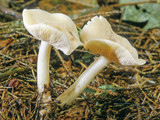 Rhodocollybia maculata image