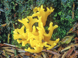 Calocera viscosa image