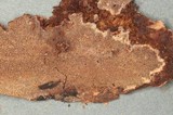 Mycoacia fuscoatra image