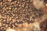 Mycoacia fuscoatra image