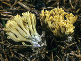 Ramaria abietina image