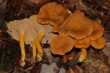 Cantharellus ignicolor image