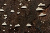 Crepidotus vulgaris image