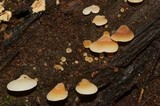 Crepidotus alabamensis image