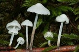 Tetrapyrgos nigripes image