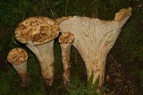 Gomphus kauffmanii image