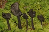 Helvella atra image