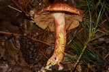 Cortinarius bolaris image