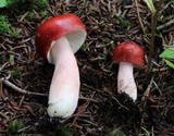 Russula peckii image