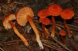 Hygrocybe miniata image