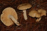 Lactarius subplinthogalus image