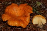 Lactarius croceus image