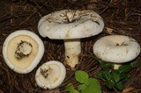Lactarius subvellereus image