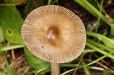 Amanita rhacopus image