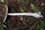 Amanita rhacopus image