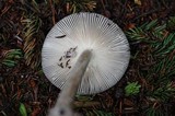Amanita rhacopus image
