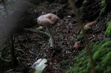 Cortinarius evernius image
