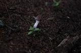 Cortinarius evernius image