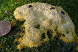 Fuligo septica image