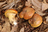 Suillus caerulescens image