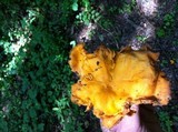 Cantharellus lateritius image