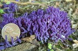 Clavaria zollingeri image