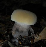 Tylopilus atronicotianus image