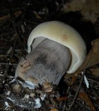 Tylopilus atronicotianus image