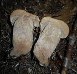 Tylopilus atronicotianus image