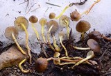 Mycena nivicola image