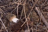 Morchella snyderi image