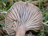 Clitocybe sclerotoidea image