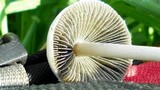 Panaeolus antillarum image