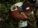 Russula atropurpurea image