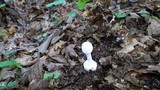 Amanita abrupta image