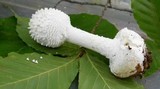 Amanita abrupta image