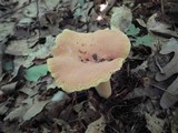 Lactarius hygrophoroides image