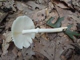 Amanita murrilliana image