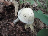 Amanita murrilliana image