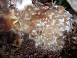Clitocybe sclerotoidea image
