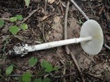 Amanita murrilliana image