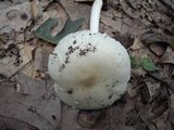 Amanita murrilliana image