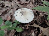 Amanita murrilliana image