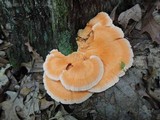 Laetiporus cincinnatus image