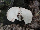 Laetiporus cincinnatus image